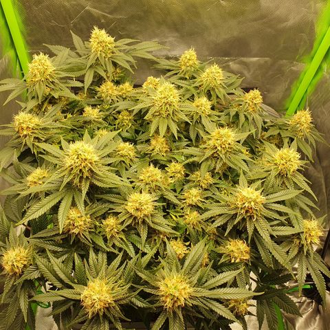 Special Queen #1 growlog timeline photo