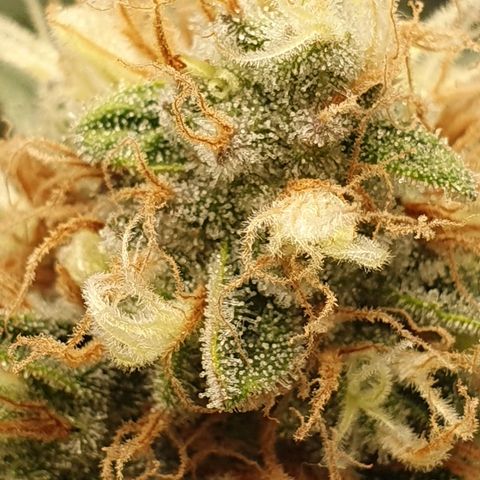 Special Queen #1 growlog timeline photo