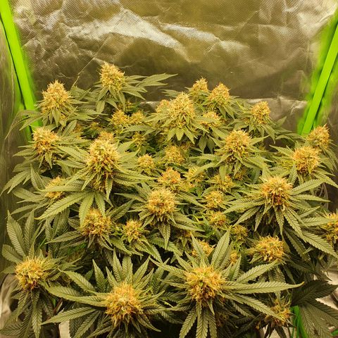 Special Queen #1 growlog timeline photo