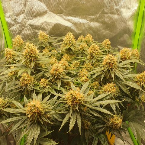 Special Queen #1 growlog timeline photo