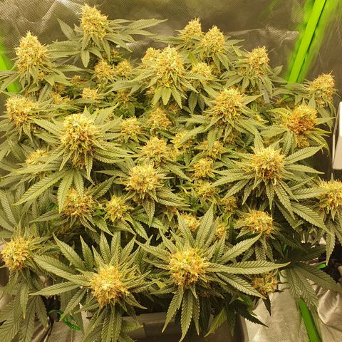 Special Queen #1 growlog timeline photo