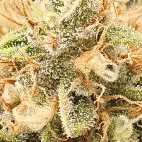 Special Queen #1 growlog timeline photo