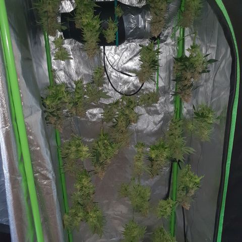 Special Queen #1 growlog timeline photo