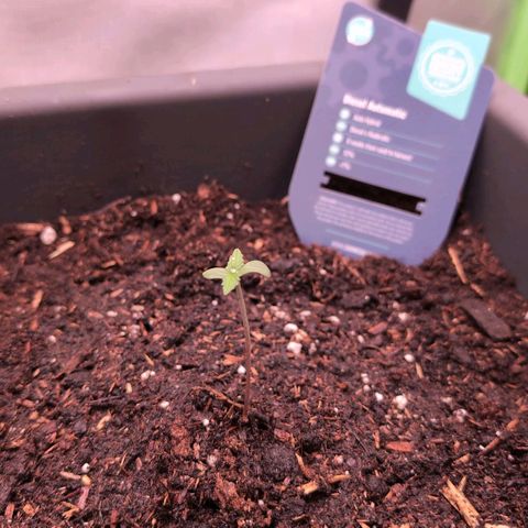 Diesel Automatic growlog timeline photo