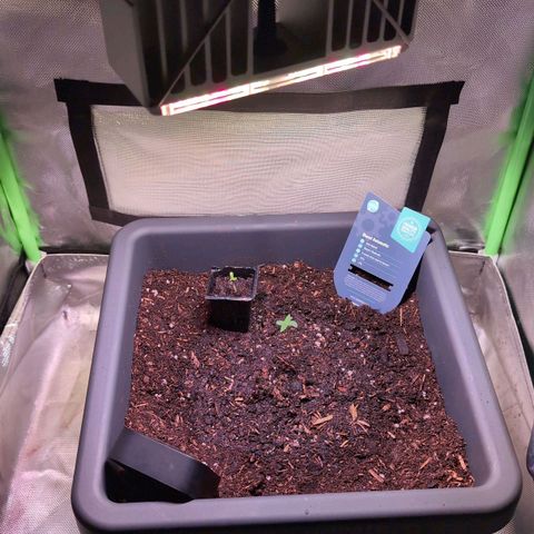 Diesel Automatic growlog timeline photo