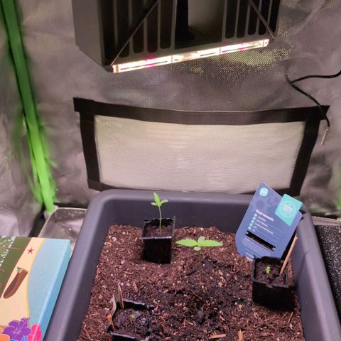 Diesel Automatic growlog timeline photo