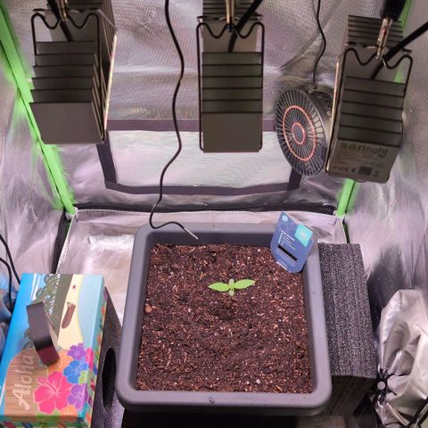 Diesel Automatic growlog timeline photo