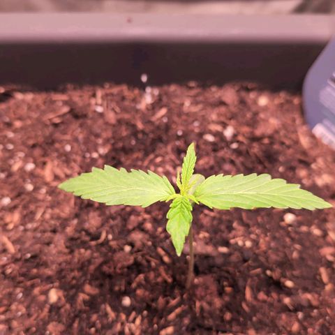 Diesel Automatic growlog timeline photo