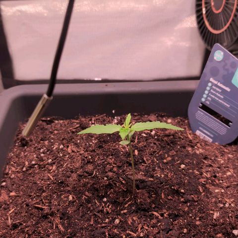 Diesel Automatic growlog timeline photo