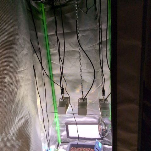 Diesel Automatic growlog timeline photo