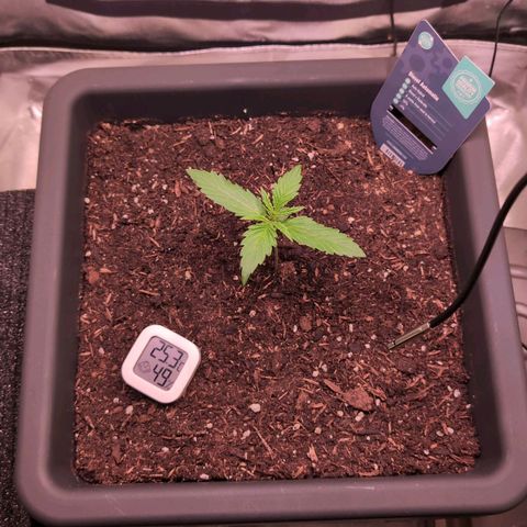 Diesel Automatic growlog timeline photo