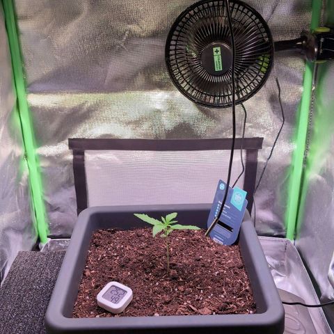 Diesel Automatic growlog timeline photo