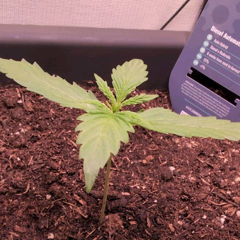Diesel Automatic growlog timeline photo