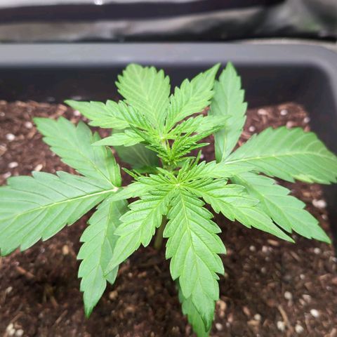 Diesel Automatic growlog timeline photo