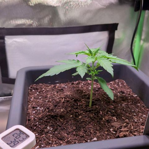 Diesel Automatic growlog timeline photo