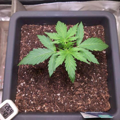 Diesel Automatic growlog timeline photo