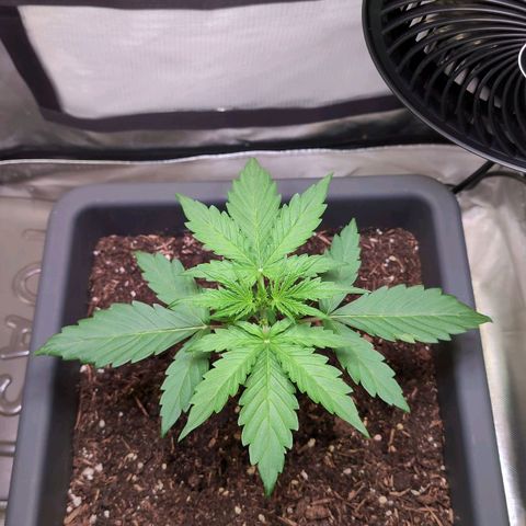 Diesel Automatic growlog timeline photo