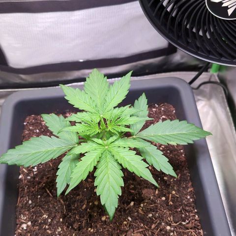 Diesel Automatic growlog timeline photo
