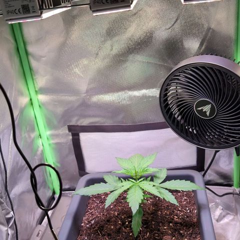 Diesel Automatic growlog timeline photo