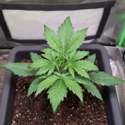 Diesel Automatic growlog timeline photo