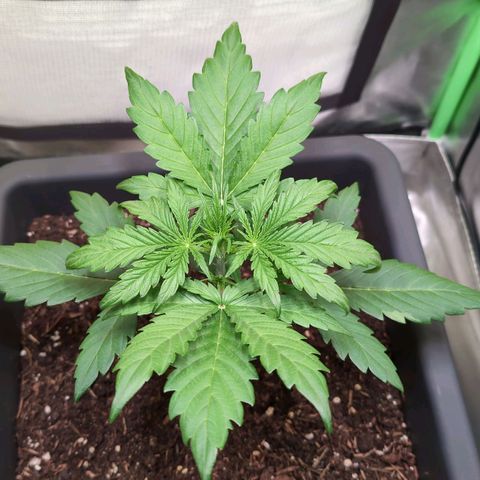 Diesel Automatic growlog timeline photo