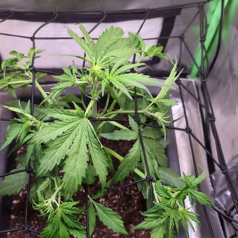 Diesel Automatic growlog timeline photo