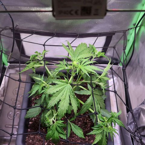 Diesel Automatic growlog timeline photo