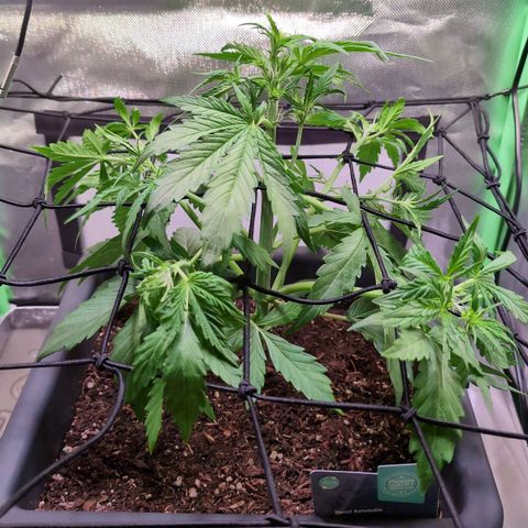 Diesel Automatic growlog timeline photo