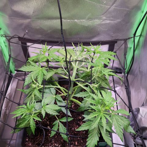 Diesel Automatic growlog timeline photo