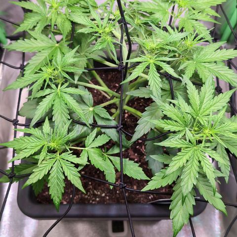 Diesel Automatic growlog timeline photo