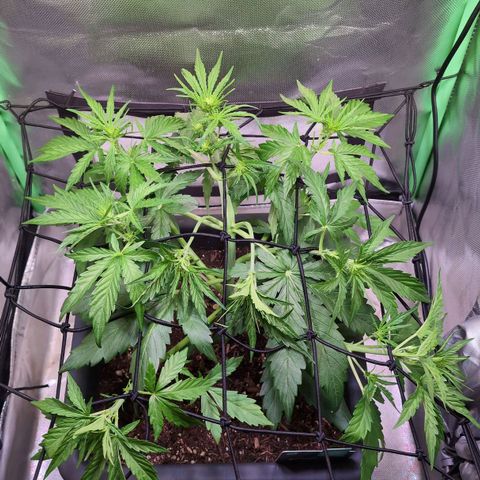 Diesel Automatic growlog timeline photo
