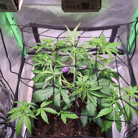 Diesel Automatic growlog timeline photo