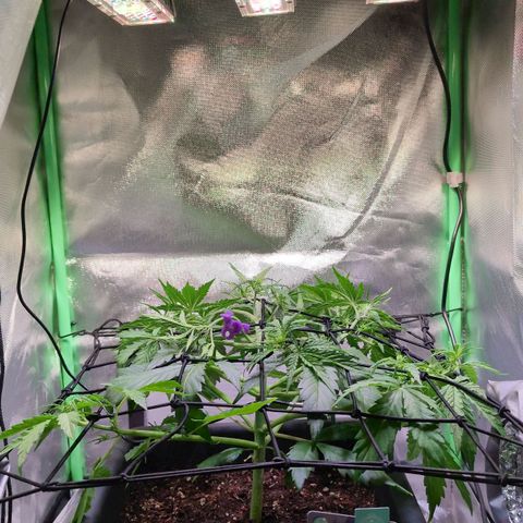 Diesel Automatic growlog timeline photo