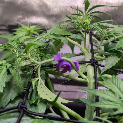 Diesel Automatic growlog photo: Training 