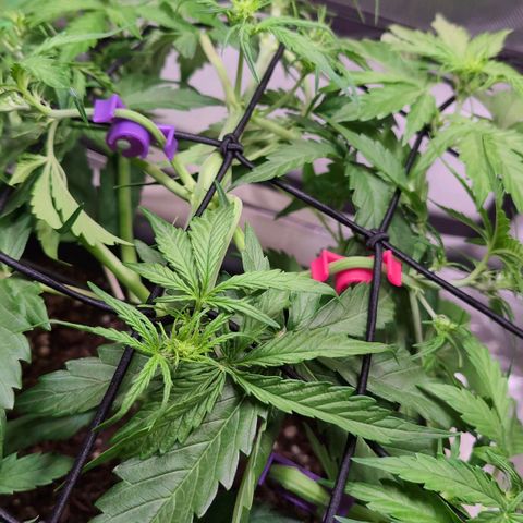 Diesel Automatic growlog timeline photo