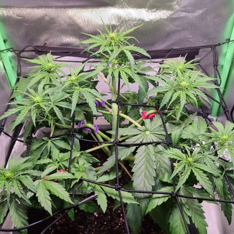 Diesel Automatic growlog timeline photo