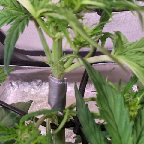 Diesel Automatic growlog photo: Haupttrieb gebrochen 