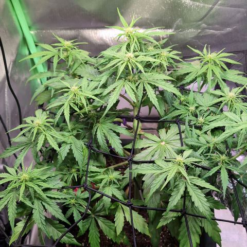 Diesel Automatic growlog timeline photo