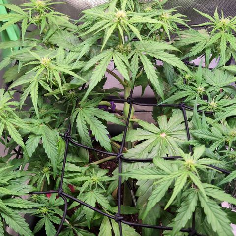 Diesel Automatic growlog timeline photo