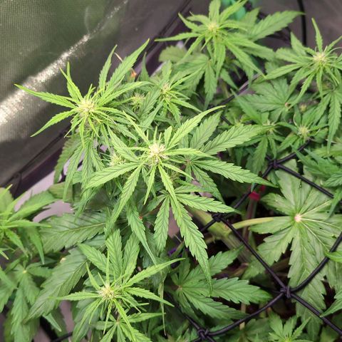 Diesel Automatic growlog timeline photo