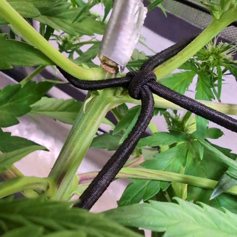 Diesel Automatic growlog photo: Offener Bruch