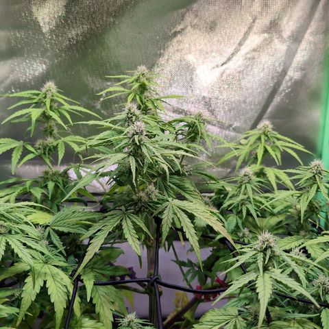 Diesel Automatic growlog timeline photo