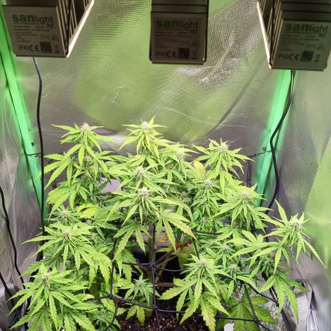 Diesel Automatic growlog timeline photo