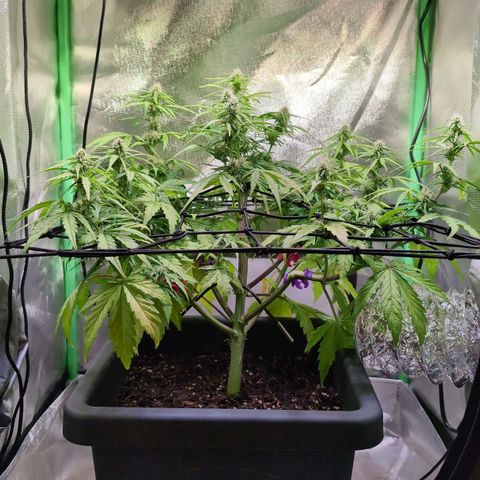 Diesel Automatic growlog timeline photo