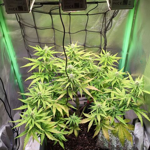 Diesel Automatic growlog timeline photo