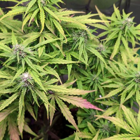 Diesel Automatic growlog timeline photo