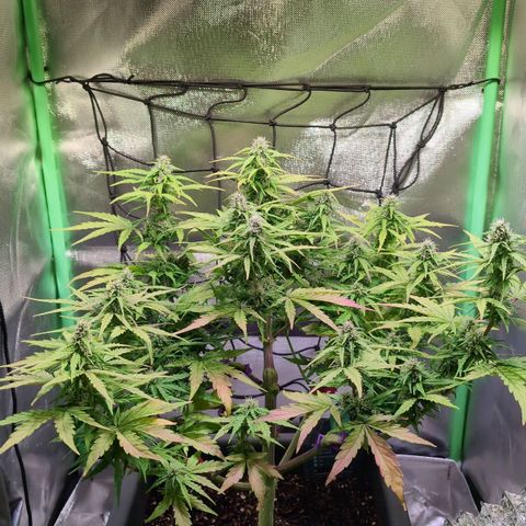 Diesel Automatic growlog timeline photo