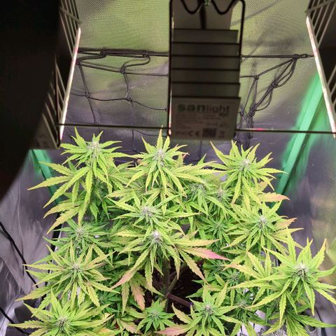 Diesel Automatic growlog timeline photo