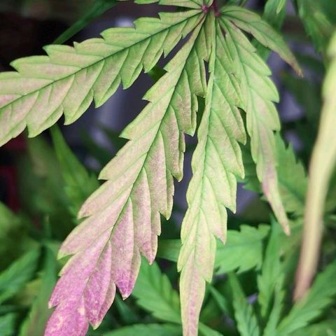 Diesel Automatic growlog timeline photo