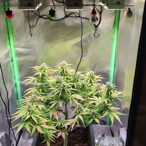 Diesel Automatic growlog timeline photo